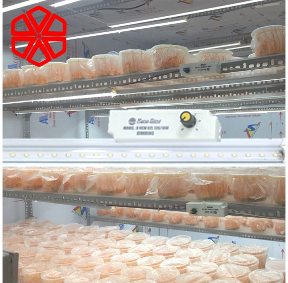 Đèn đông trùng hạ thảo