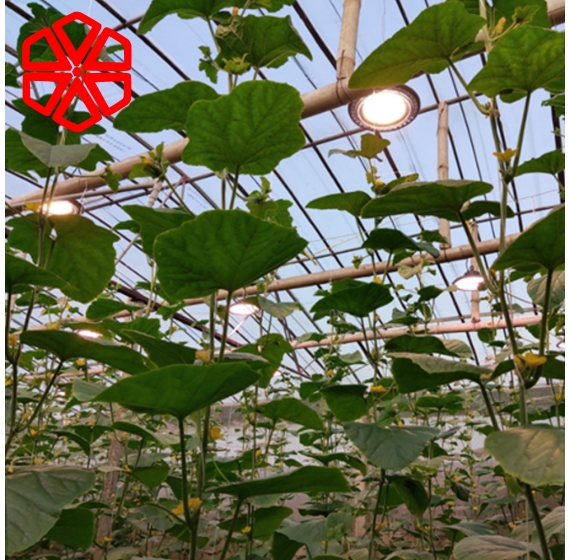 Đèn nhà kính, cây xanh trong nhà