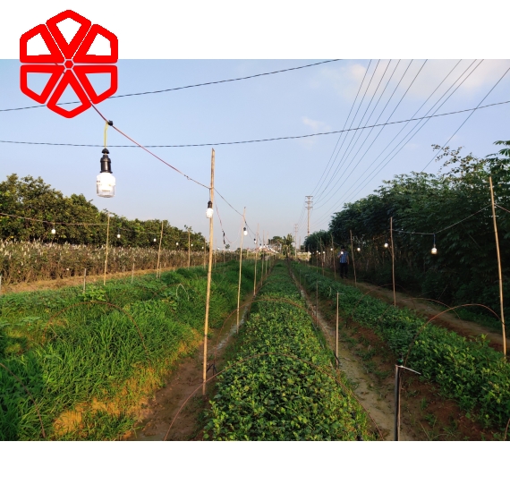 Đèn LED hoa cúc 9W