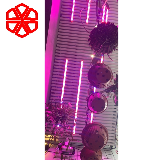 Đèn nuôi cấy mô