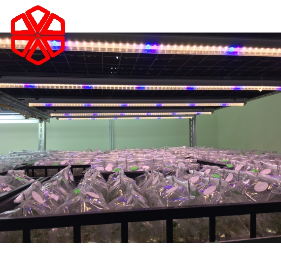 Đèn nuôi cấy mô - dược liệu